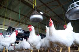 KENT® NUTRITION GROUP BRINGS BREAKTHROUGH PROBIOTIC TO POULTRY INDUSTRY